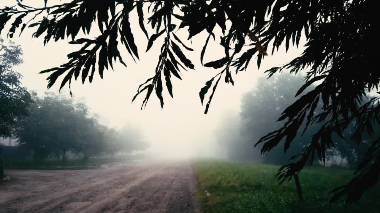 模糊的背景与雨和雾在街上，树枝在风中摇摆视频素材