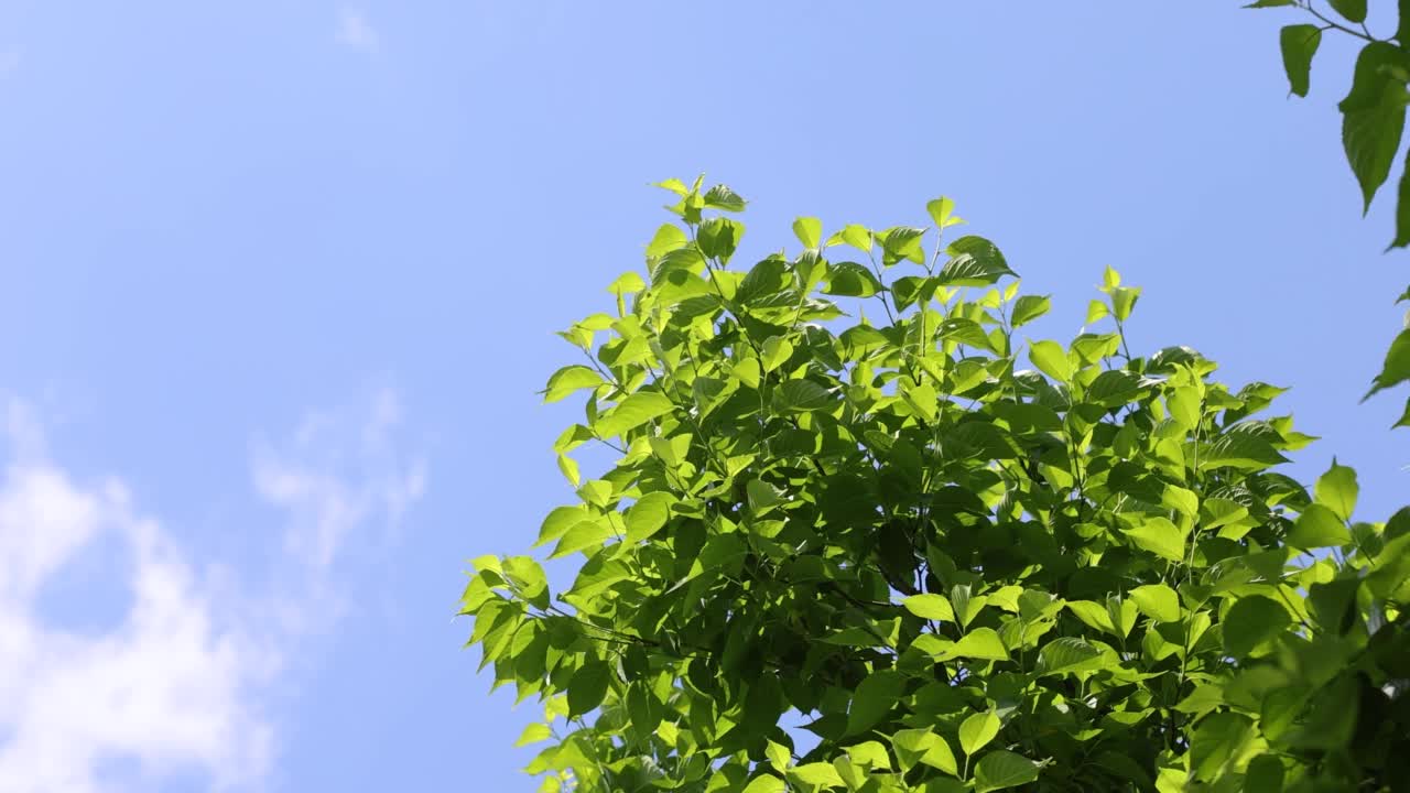 夏天的树叶随风摇曳视频素材