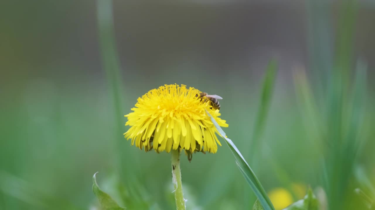 在绿色的阳光明媚的花园里，蜜蜂在盛开的黄色蒲公英花朵上采集花蜜视频素材