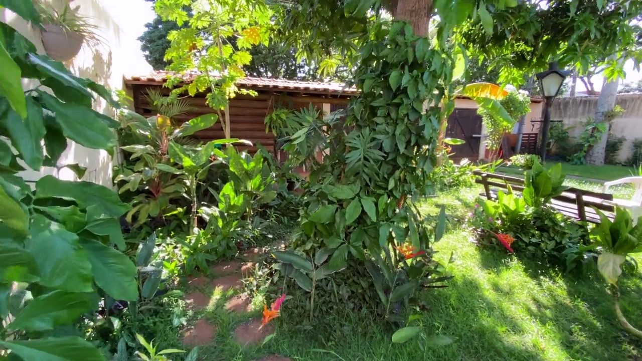 美丽的花园与植物和鲜花视频下载