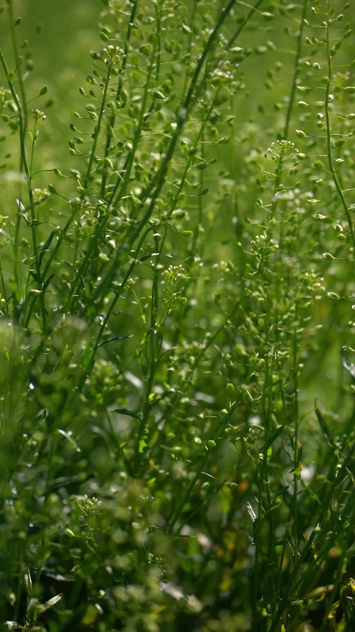 美丽的草地上有新鲜的草和花的自然视频素材