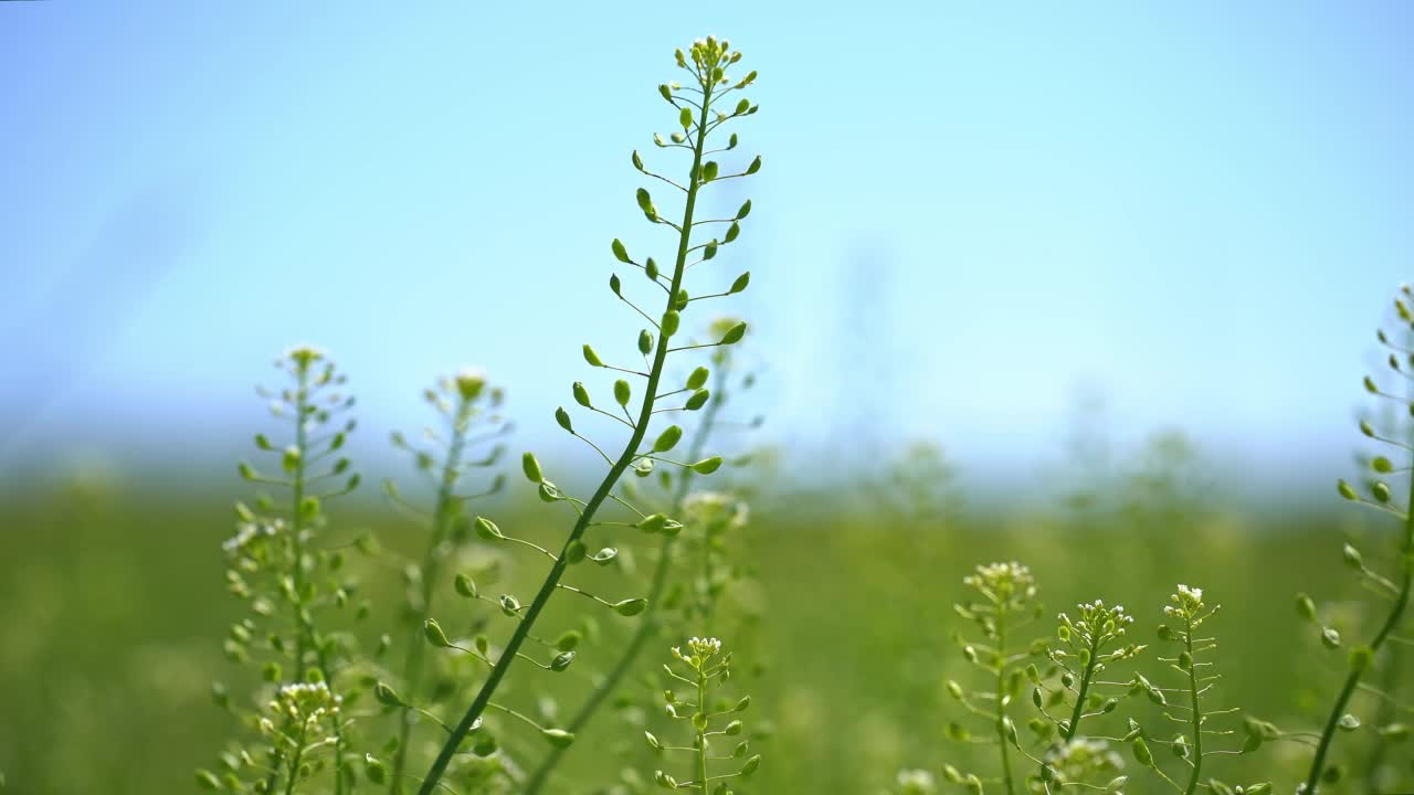 美丽的草地上有新鲜的草和花的自然视频素材