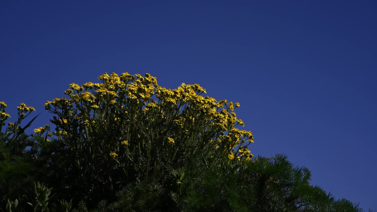 美丽的草地上盛开着新鲜的黄色野花视频素材