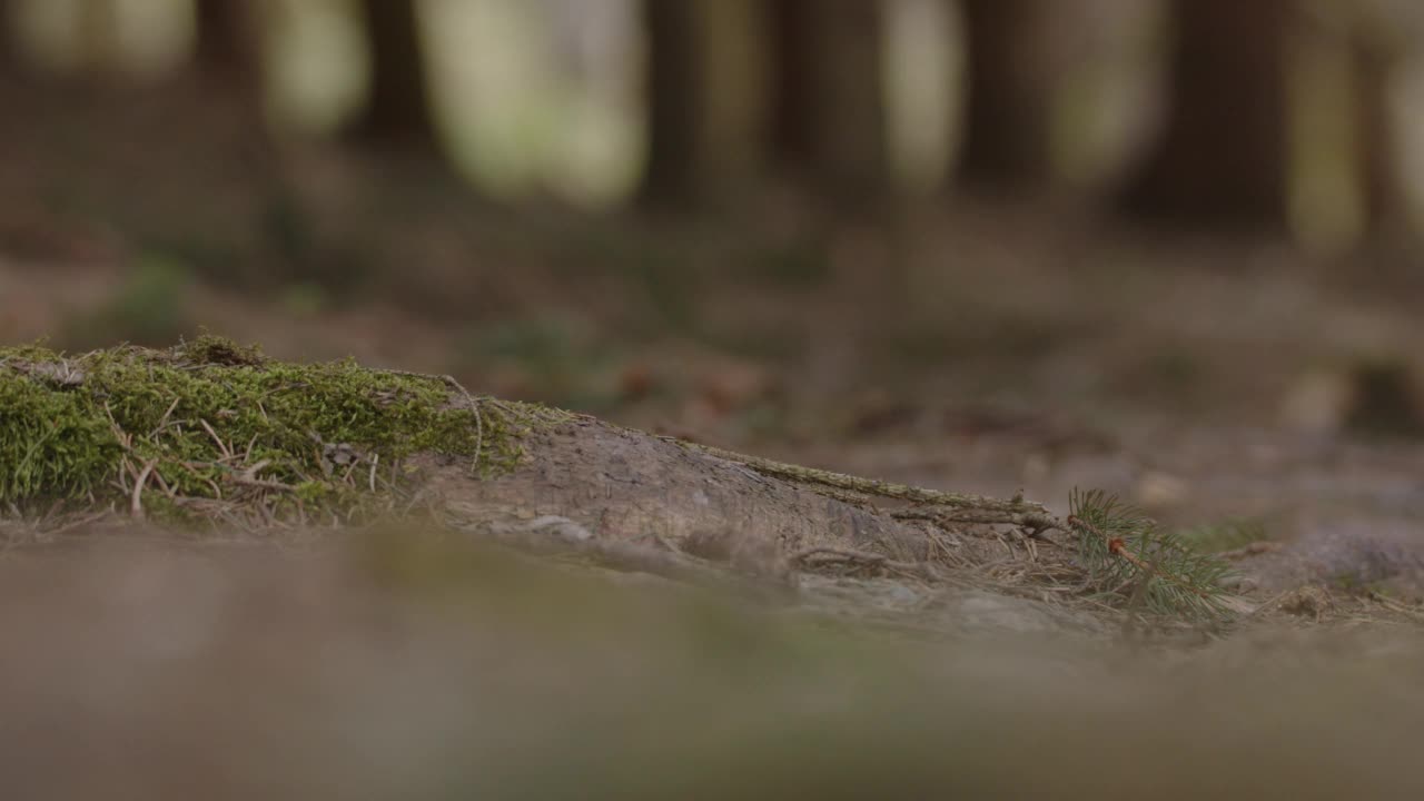 有苔藓和树干的森林地面视频素材