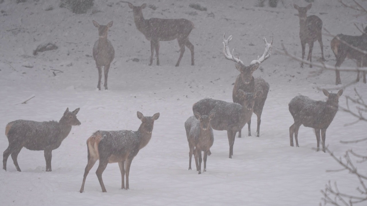 马鹿(Cervus elaphus)，冬季有鹿群视频素材