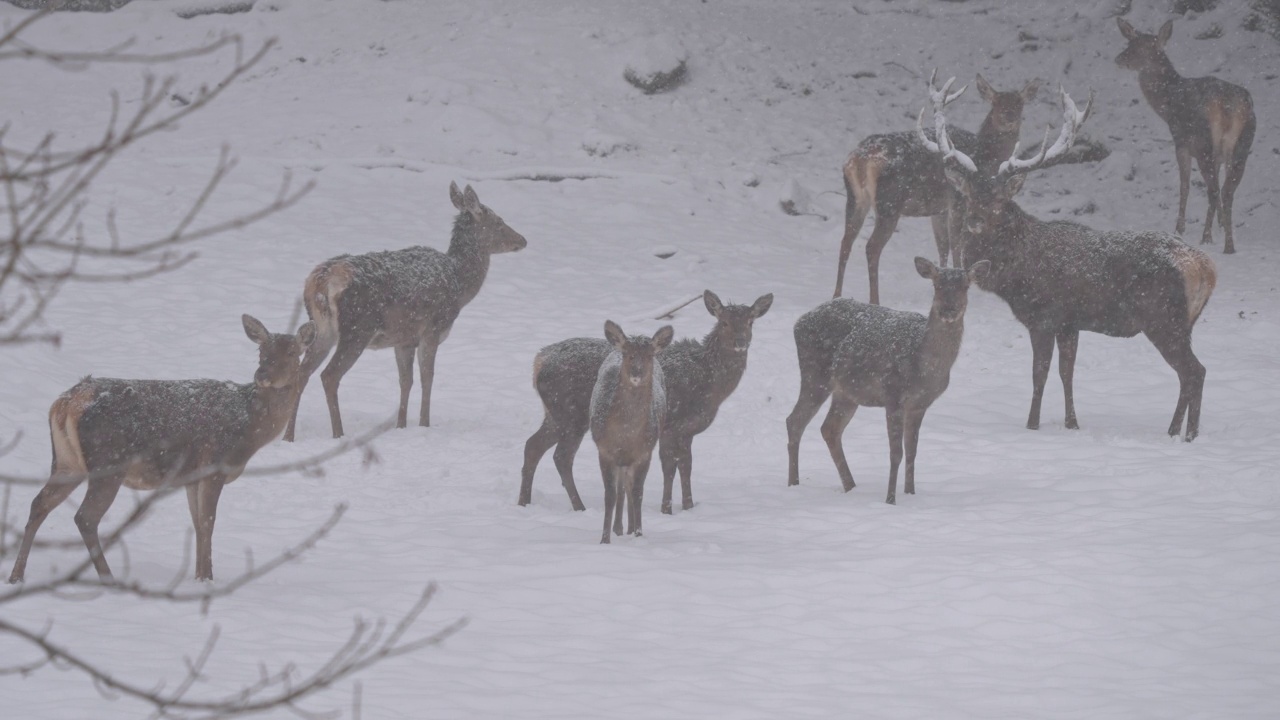 马鹿(Cervus elaphus)，冬季有鹿群视频素材