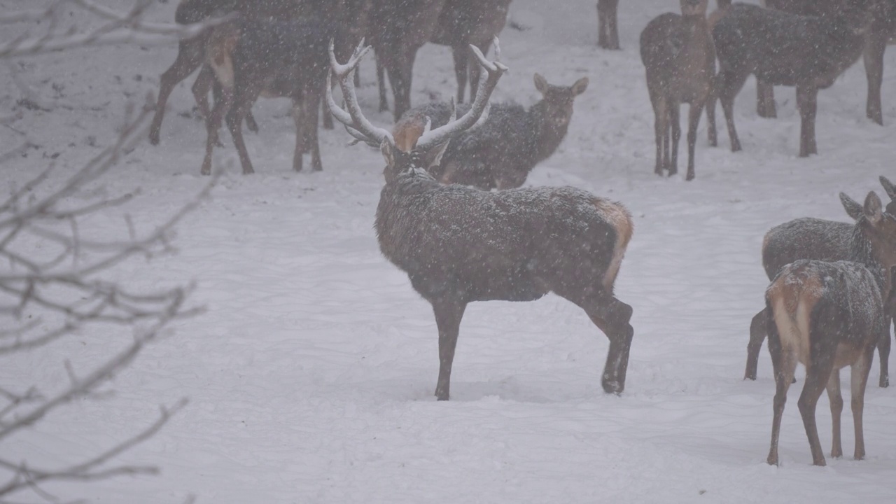 马鹿(Cervus elaphus)，冬季有鹿群视频素材