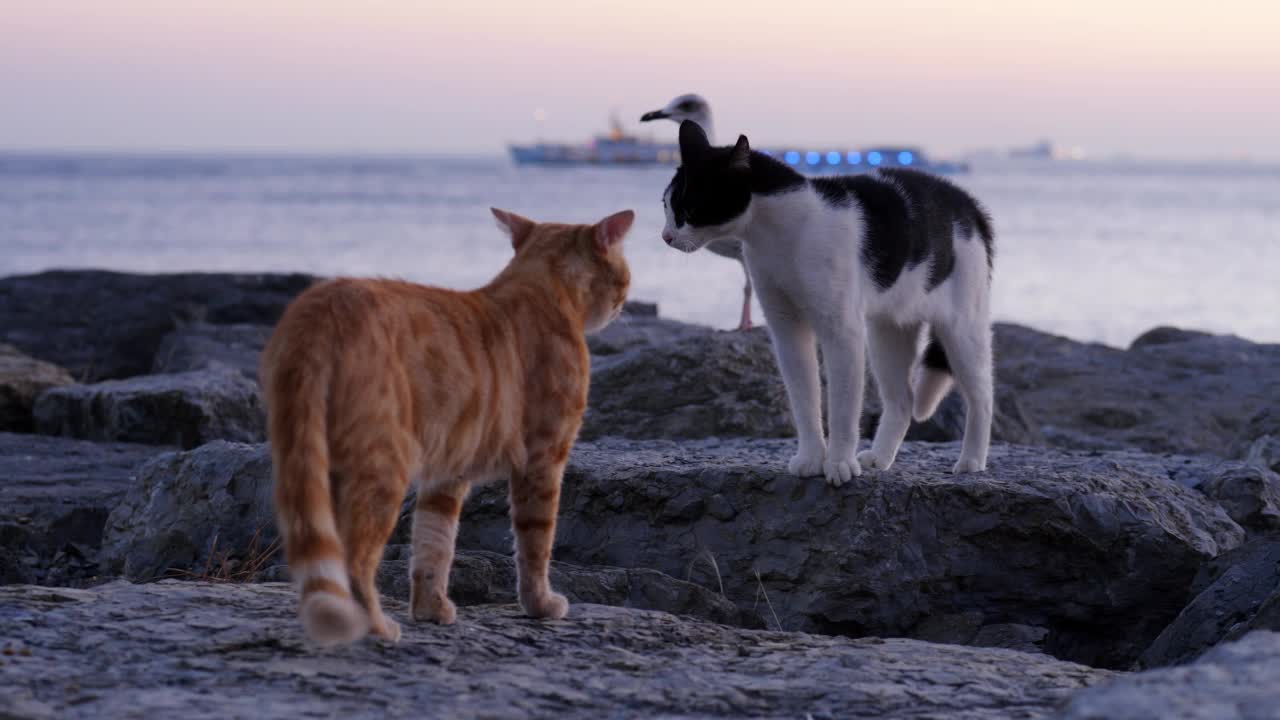 两只猫摆出攻击性的姿势，流浪动物为争夺地盘而争吵视频素材