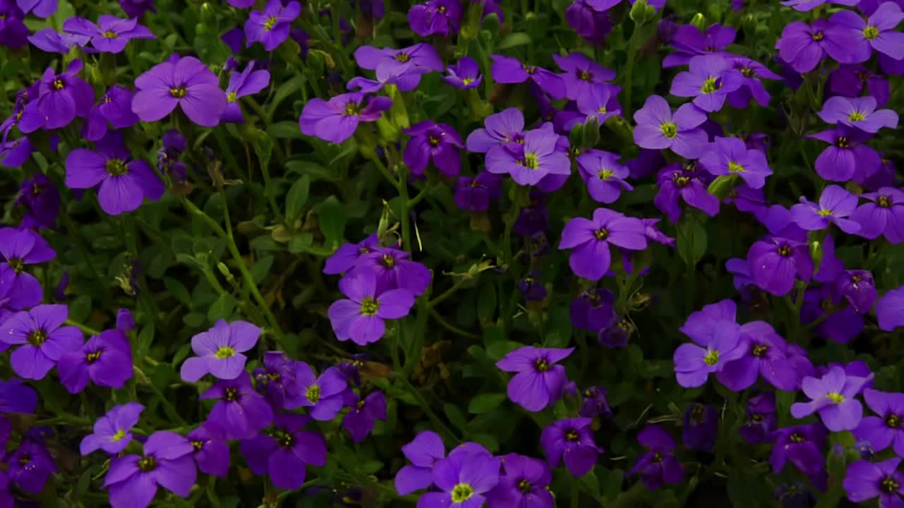 蓝色、淡紫色和紫罗兰色夏夹竹桃(夹竹桃)7月花园里的蓝色天堂花视频素材