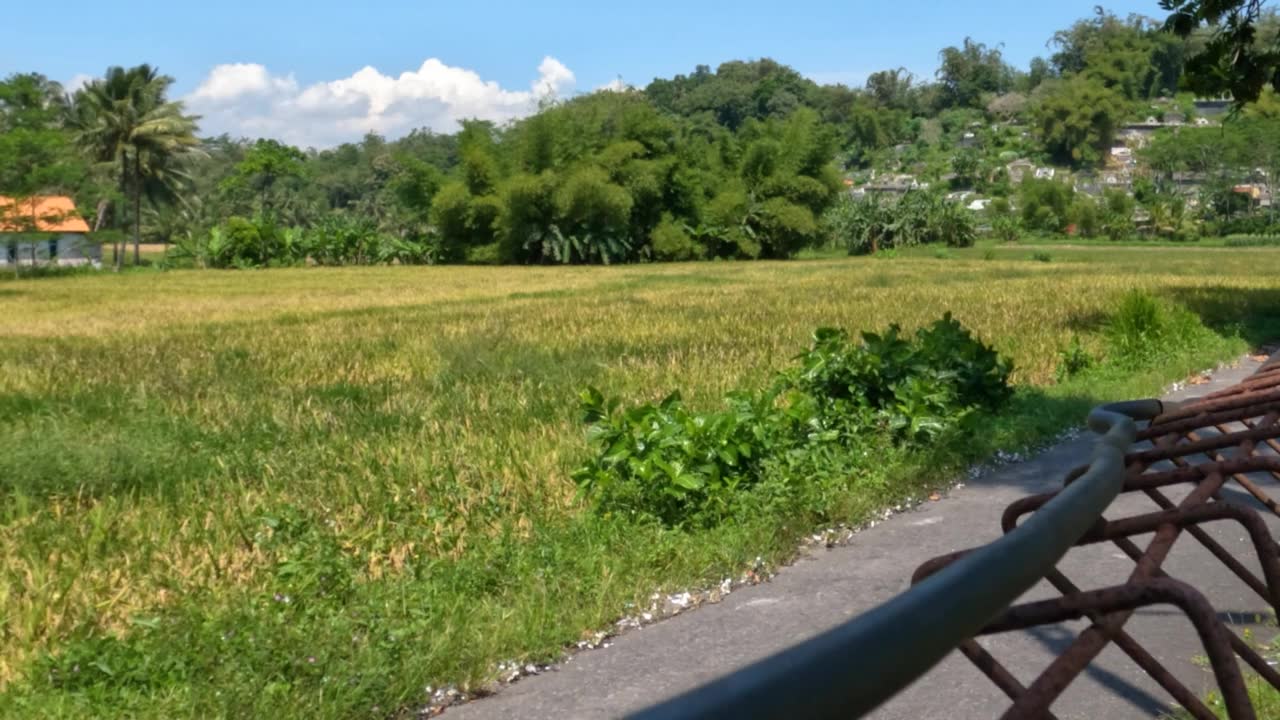 一片有绿色和黄色叶子的植物的田野，明亮的蓝色天空作为背景视频素材画面1