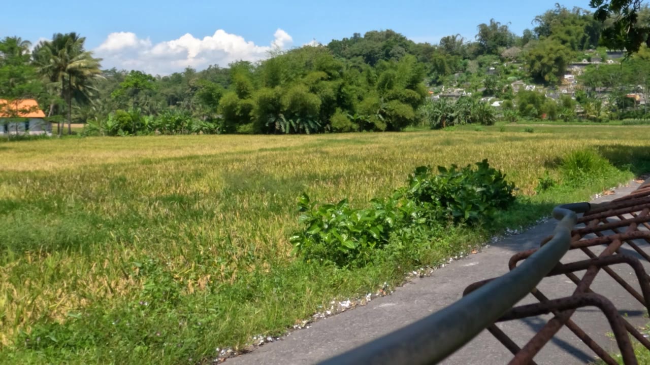 一片有绿色和黄色叶子的植物的田野，明亮的蓝色天空作为背景视频素材画面2