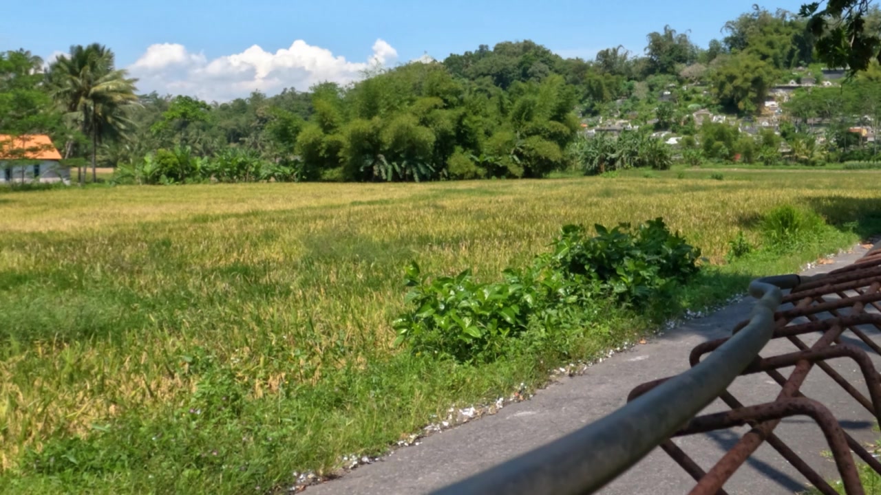 一片有绿色和黄色叶子的植物的田野，明亮的蓝色天空作为背景视频素材画面3