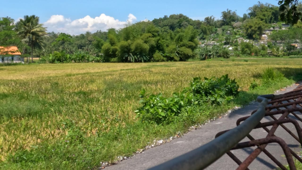 一片有绿色和黄色叶子的植物的田野，明亮的蓝色天空作为背景视频素材画面4
