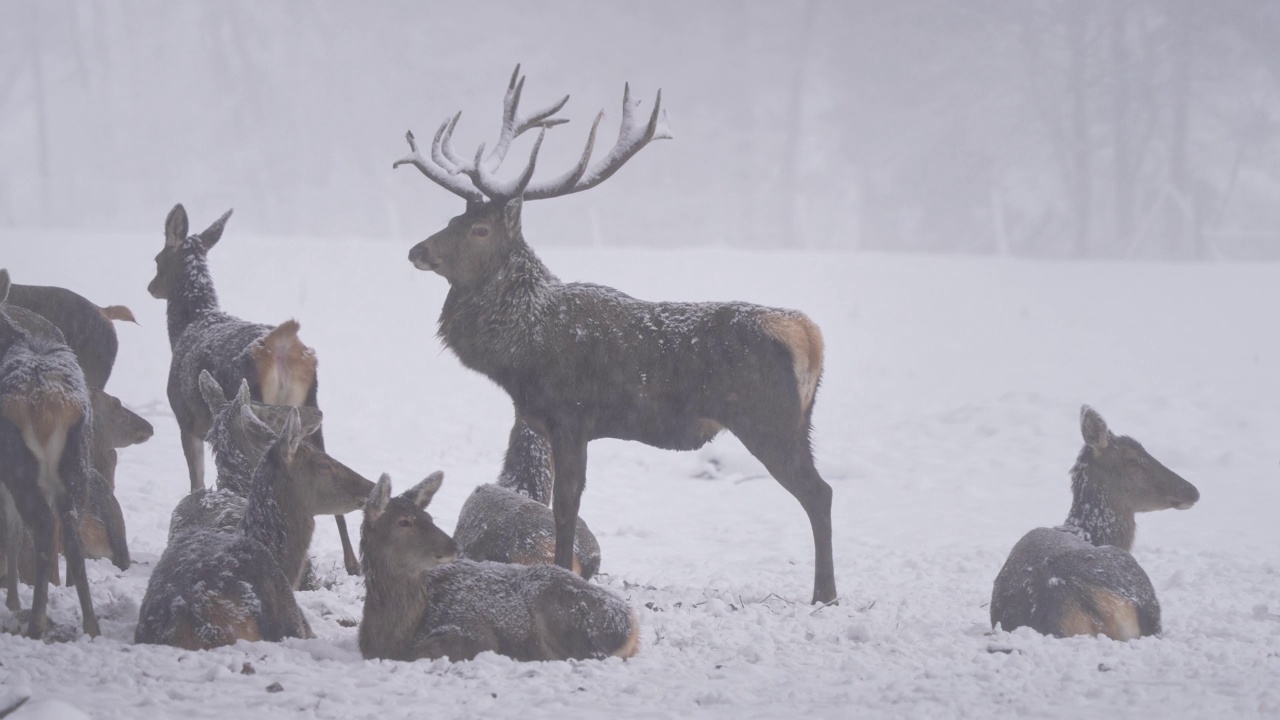 马鹿(Cervus elaphus)，冬季有鹿群视频素材