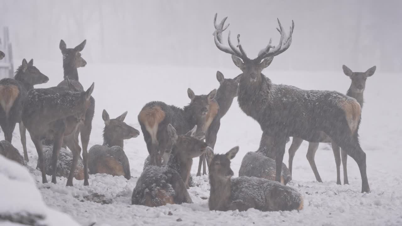 马鹿(Cervus elaphus)，冬季有鹿群视频素材