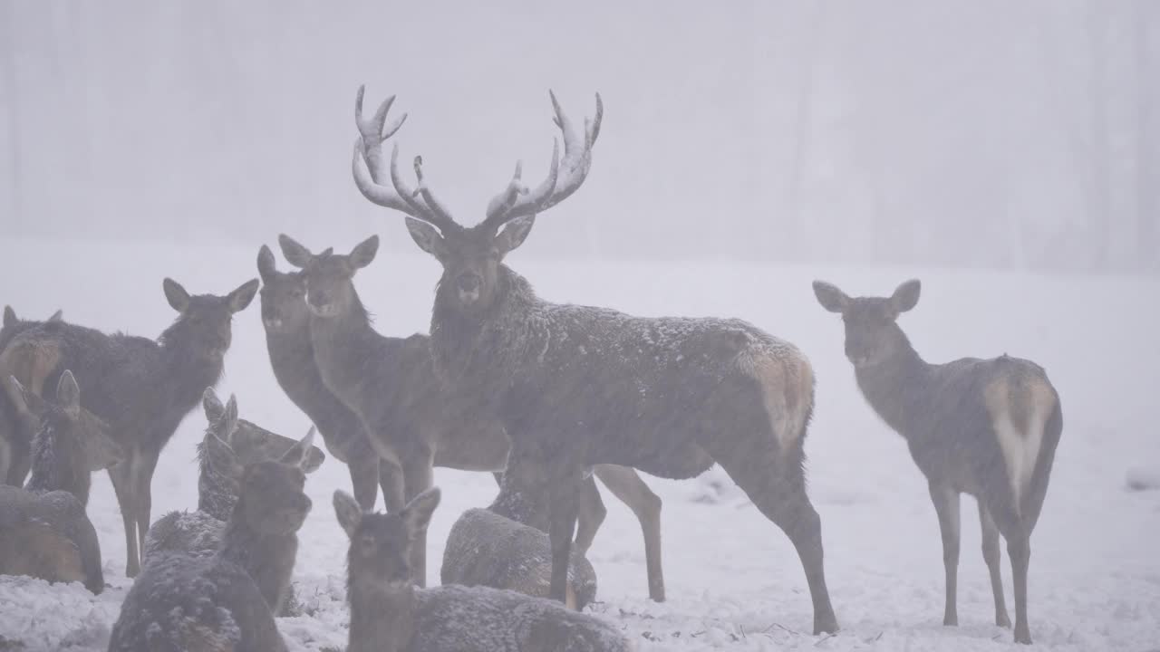 马鹿(Cervus elaphus)，冬季有鹿群视频素材