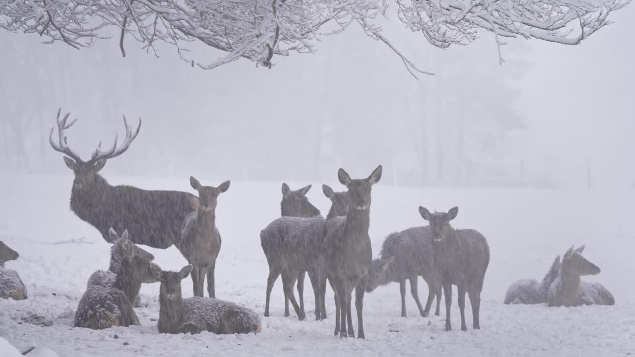 马鹿(Cervus elaphus)，冬季有鹿群视频素材