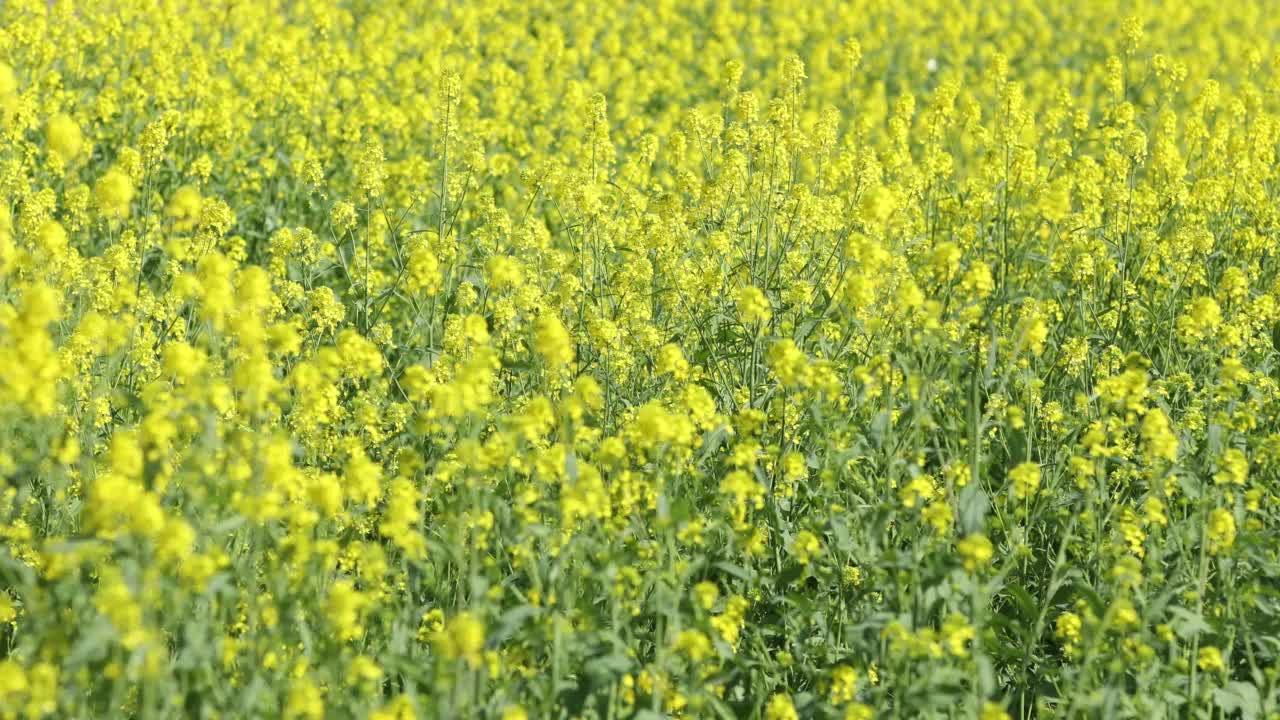 油菜花田视频素材