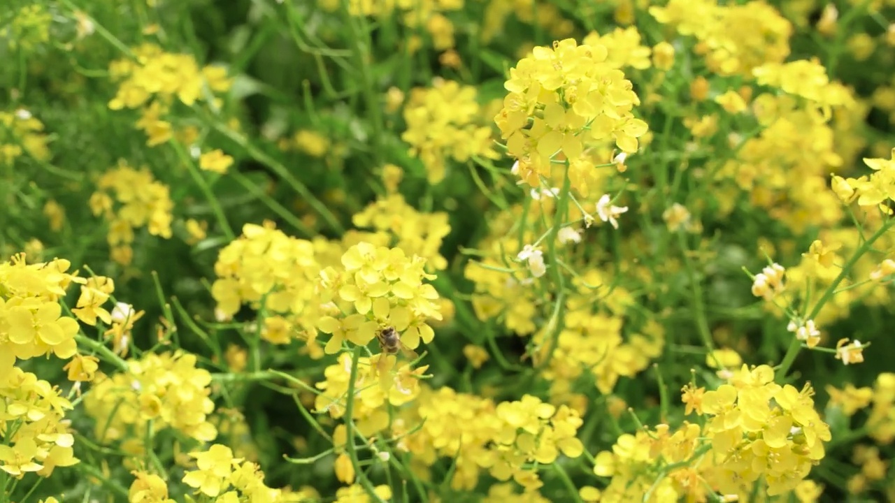 蜜蜂在油菜籽田里飞舞视频素材