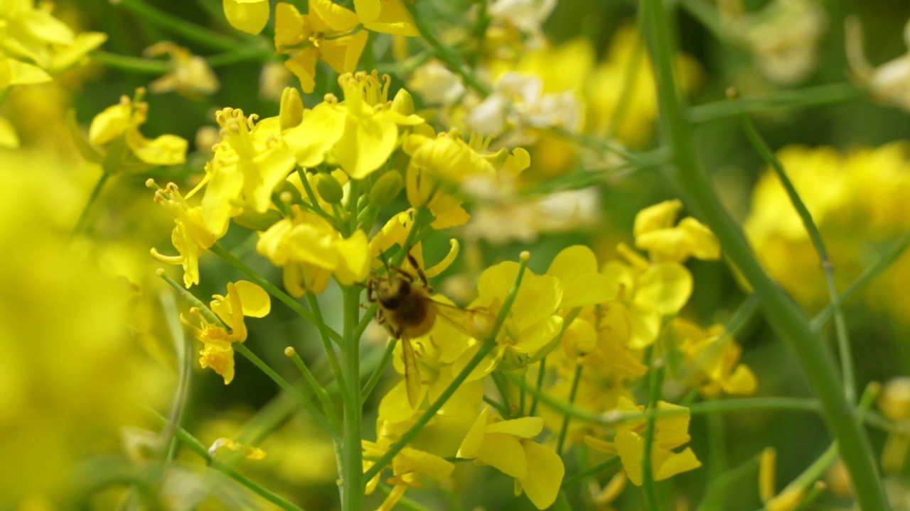 蜜蜂在油菜籽田里飞舞视频素材