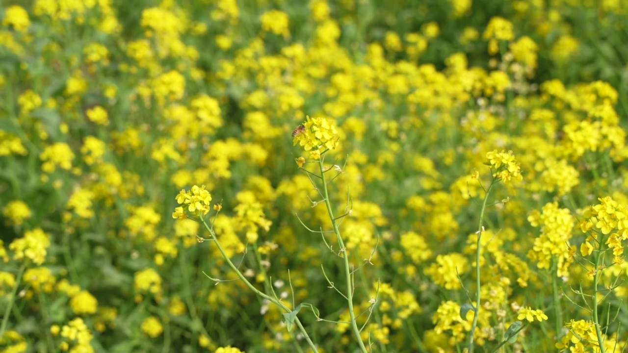 蜜蜂在油菜籽田里飞舞视频素材