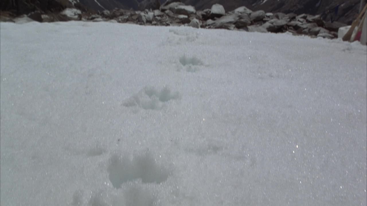 中等角度的雪豹或其他大型猫科动物的爪印在雪导致远离pov。沿着轨道向上平移到一大堆卵石或岩石，后面是被雪覆盖的空地。在背景中可以看到雪山和清澈的蓝天。视频素材