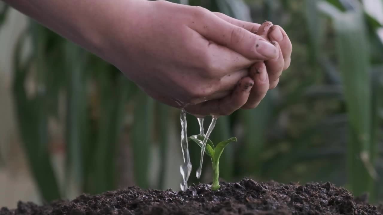 给花园里的小植物浇水视频素材