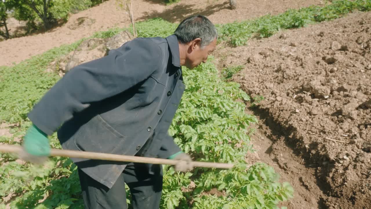 农夫在种庄稼视频素材