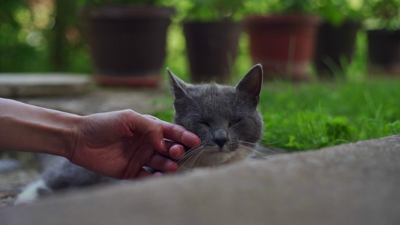 宠物猫视频素材