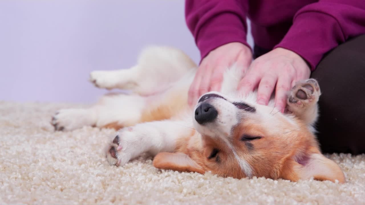 当一只可爱的威尔士柯基犬Pembroke或羊毛开衫小狗慵懒地躺在家里的地毯上时，主人抓挠它的肚子。与心爱的宠物共度时光。视频素材