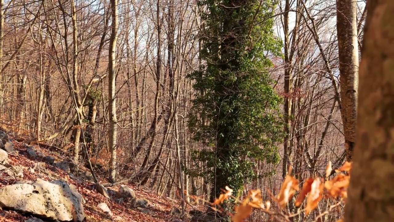 森林在冬天的山区视频素材