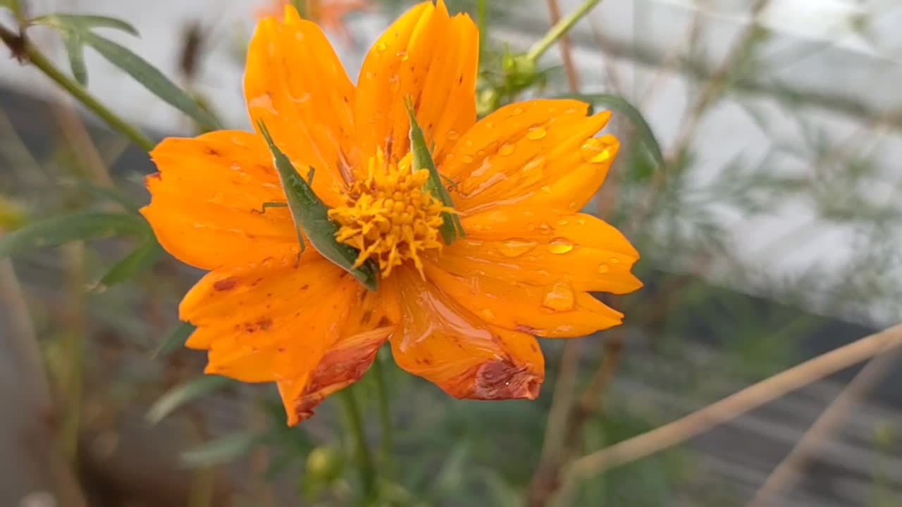 两个小昆虫在一个黄色的花视频股票视频下载