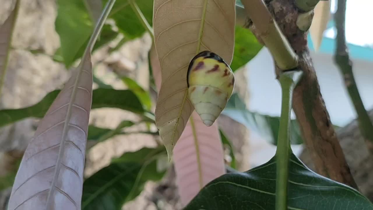 变态两栖动物，一只蜗牛挂在树叶上视频下载