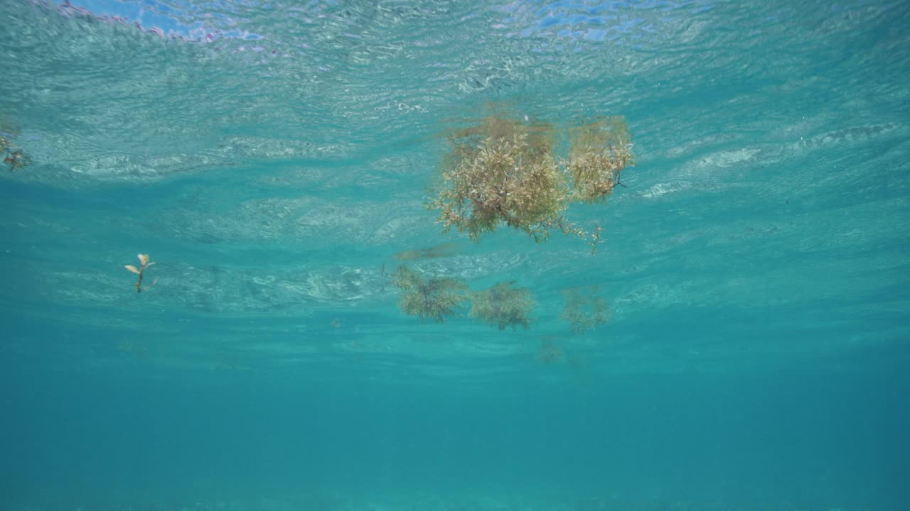 浮动的海藻视频素材