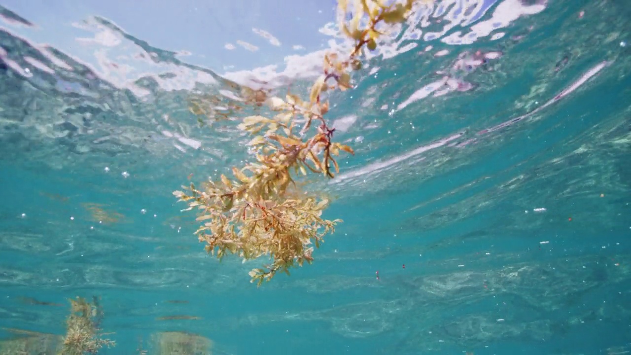 浮游在海洋表面的马尾藻视频素材