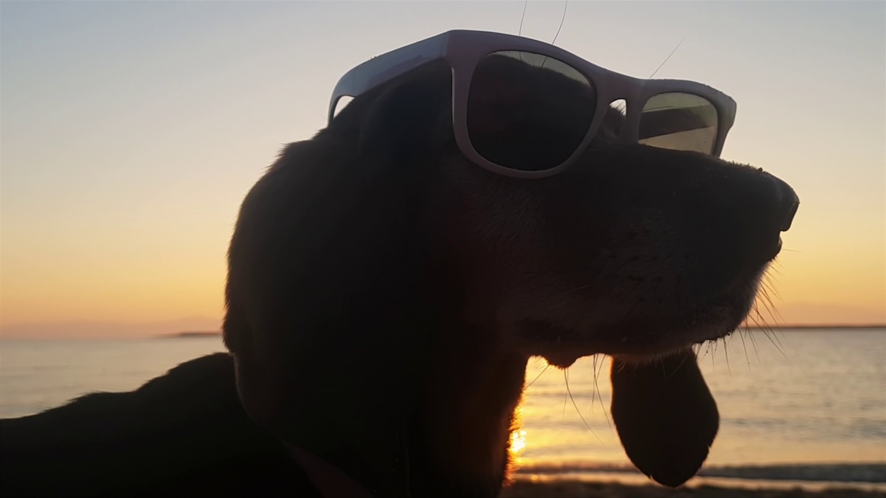 长耳朵的母狗戴着白色太阳镜，在海滩的夕阳下。视频素材