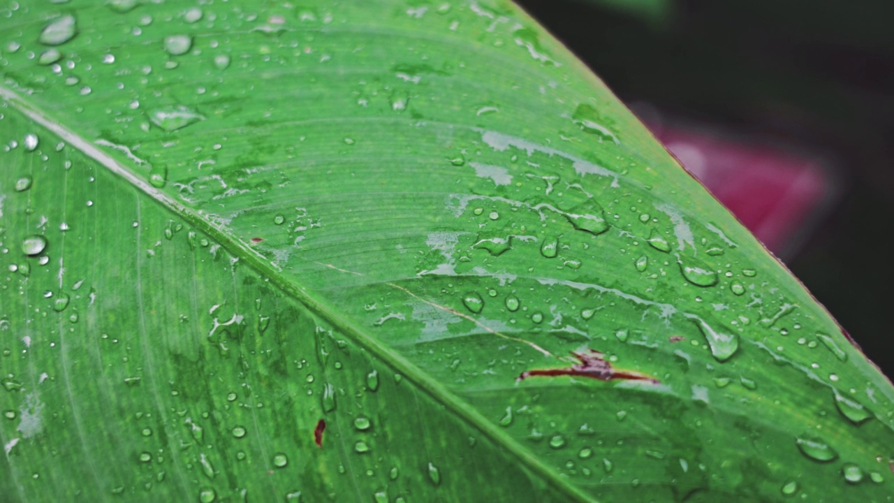 绿色的单子叶凝结着雨后的水滴视频素材