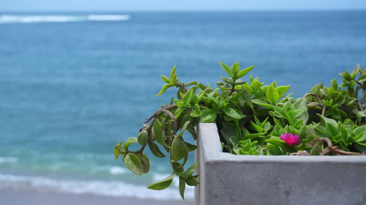 水泥花盆的特写，绿色植物和丁香花，在背景中，海浪在海滩上的焦点和水晶清楚在4k天视频素材