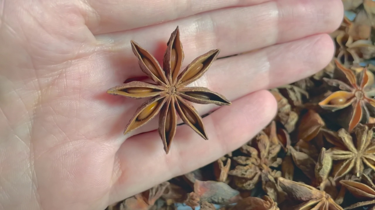 干燥的八角茴香特写在一个女人的手上。视频素材