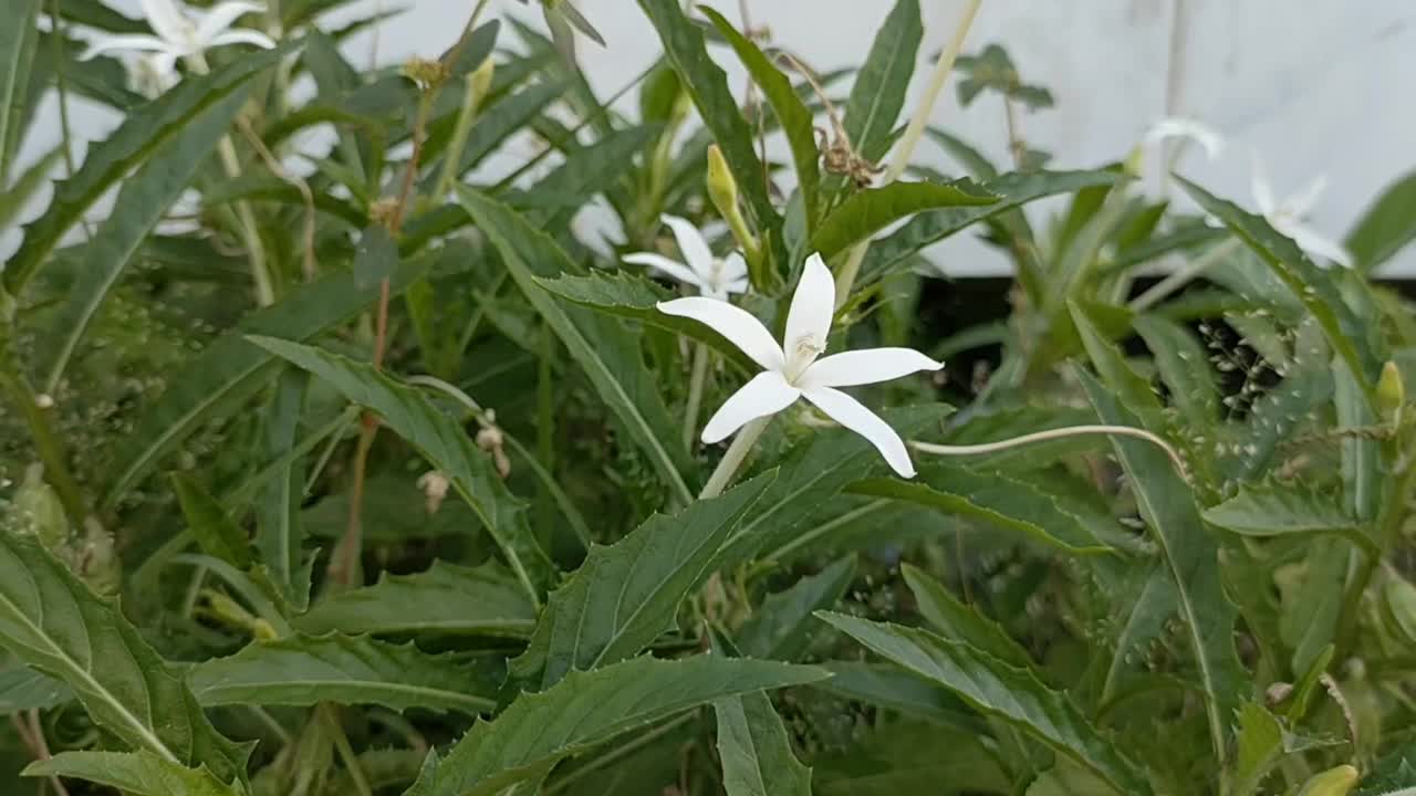 希波罗玛，明亮的白色花视频股票视频下载