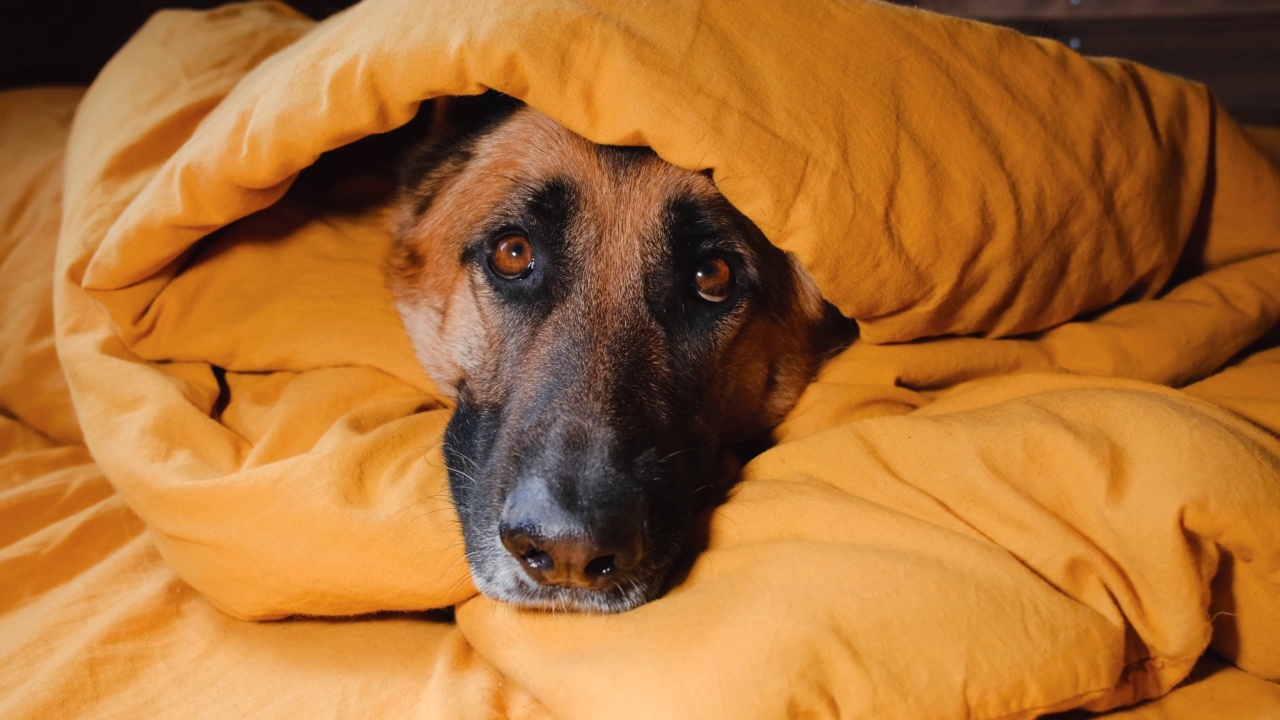 德国牧羊犬正躺在黄色毯子下准备睡觉。视频素材