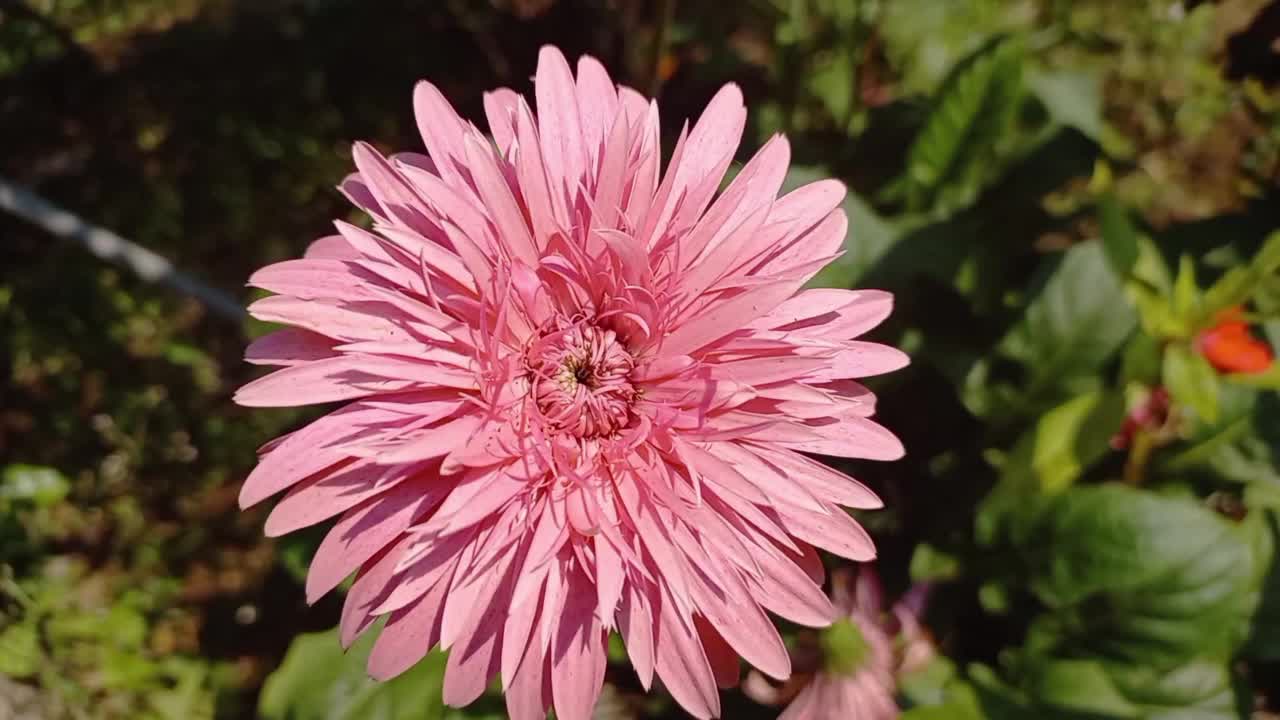 非洲菊花卉特写视频素材