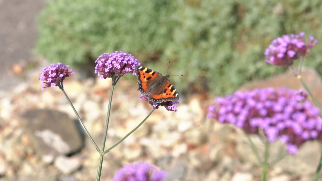 龟甲蝴蝶(Aglais urticae)吃一种紫色马鞭草花植物视频素材