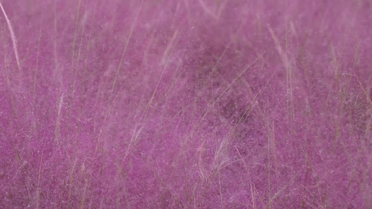 Muhlenbergia capillaris背景视频素材