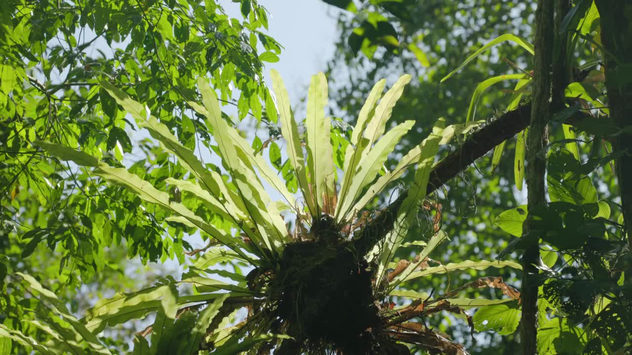 背光燕窝蕨生长在热带雨林在科可瓦多国家公园视频素材