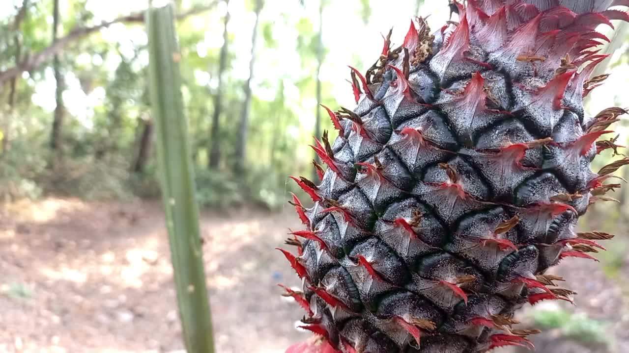 菠萝水果特写。视频素材