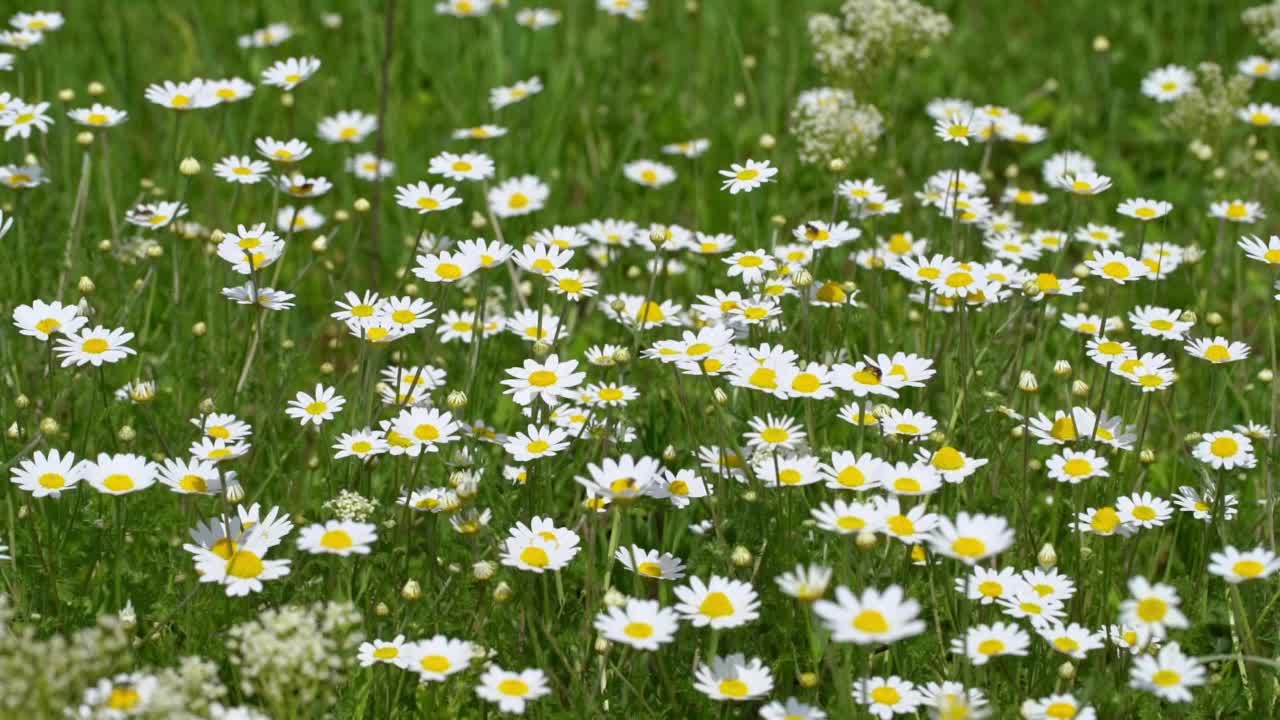 有开花甘菊的野生草本草甸视频素材