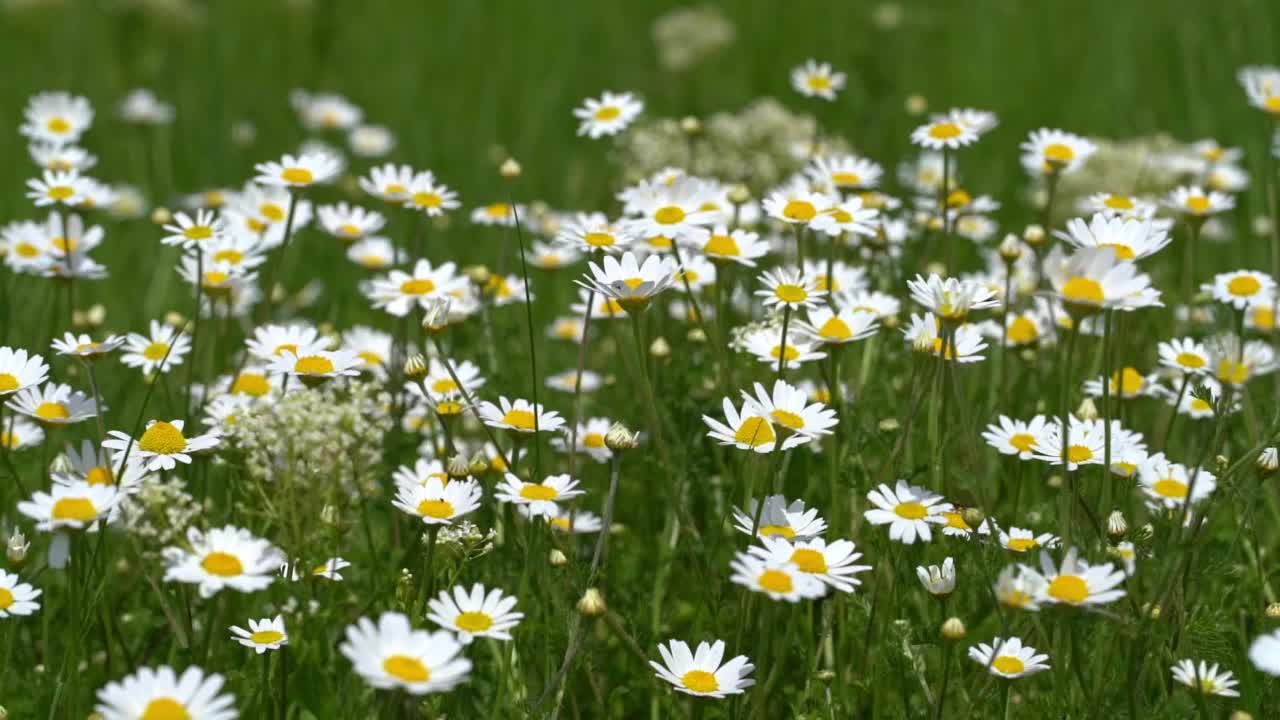 有开花甘菊的野生草本草甸视频素材