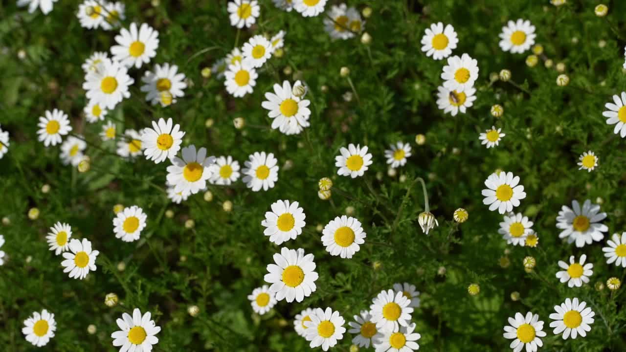 有开花甘菊的野生草本草甸视频素材