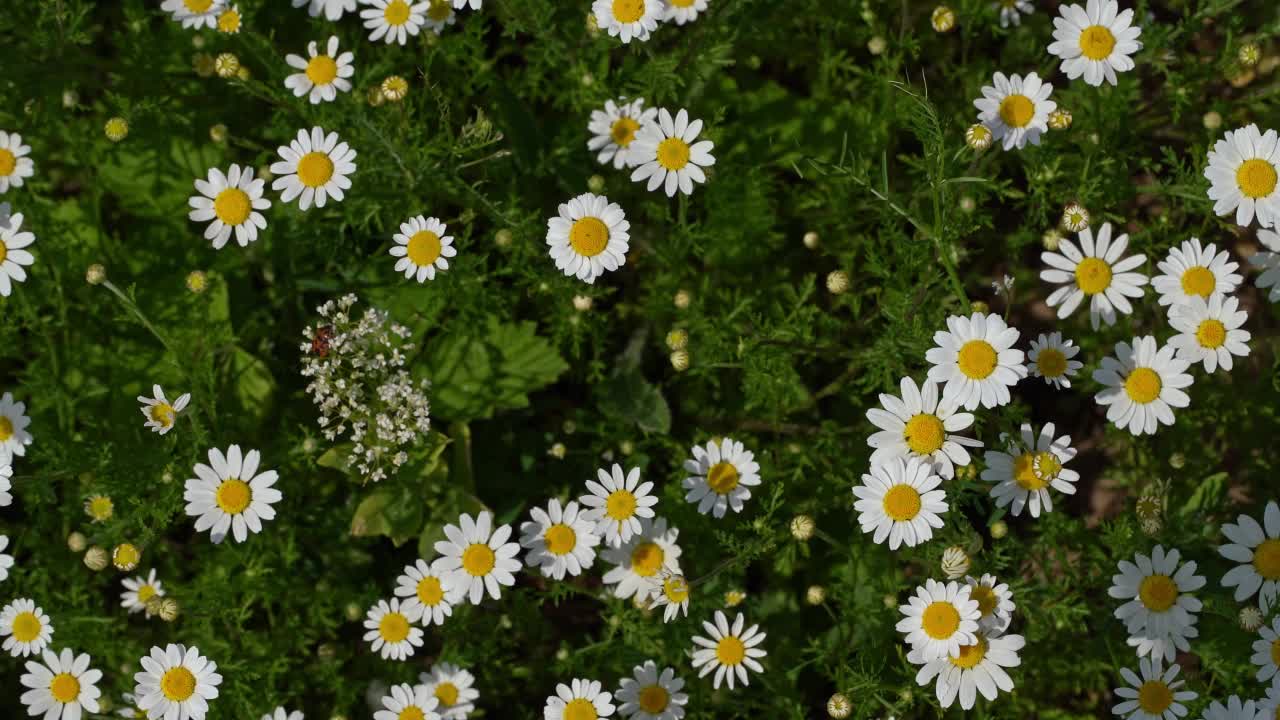 有开花甘菊的野生草本草甸视频素材